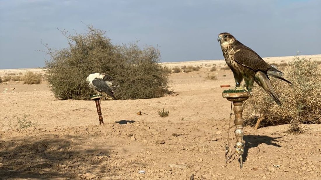 طير الگطا دخل موسم التكاثر وصقور الصيادين تلاحقه في بادية السماوة