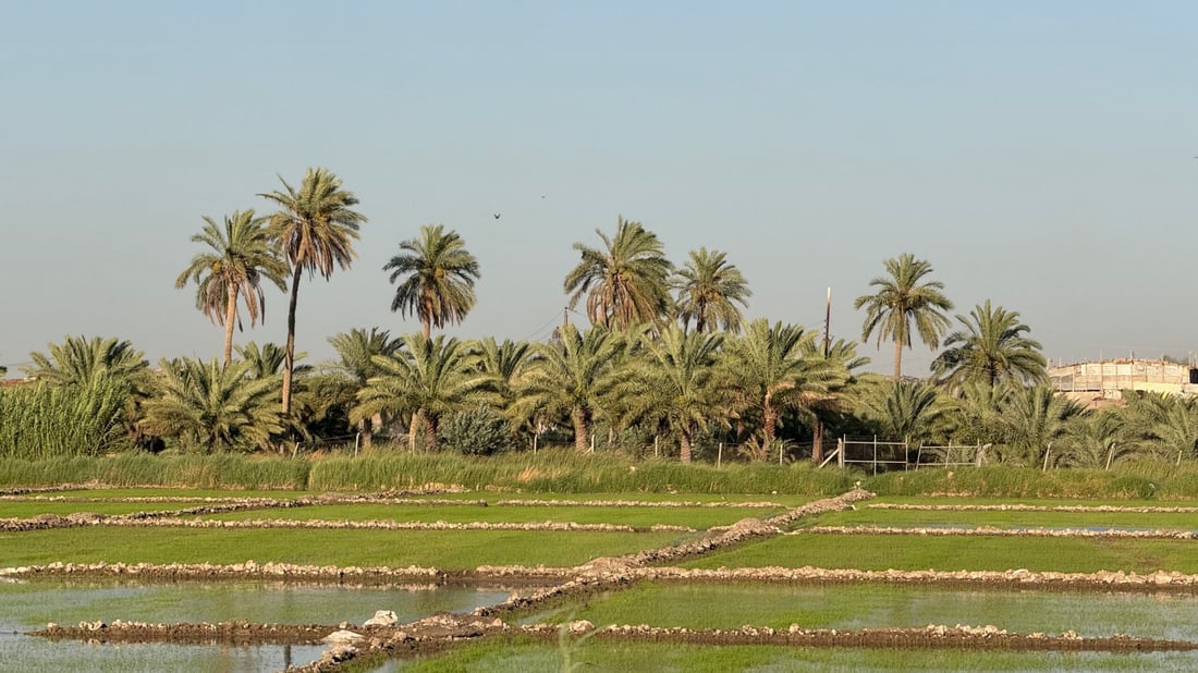 رائحة العنبر ستعود إلى مطابخكم.. أرقام وتوقعات أكبر موسم رز منذ سنين