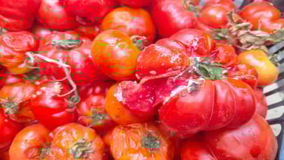 لە هەڵەبجە دەست بەسەر زیاتر لە 300 کیلۆ تەماتەدا گیرا