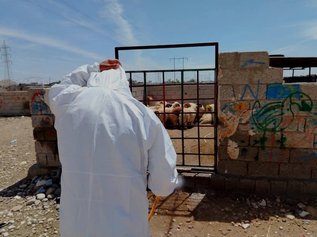 سەرجەم ئاژەڵەکانی خورماتوو پشکنین و تەعقیم دەکرێن