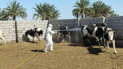 Iraq records 16 new hemorrhagic fever cases, 2 more deaths as 2025 total hits 231