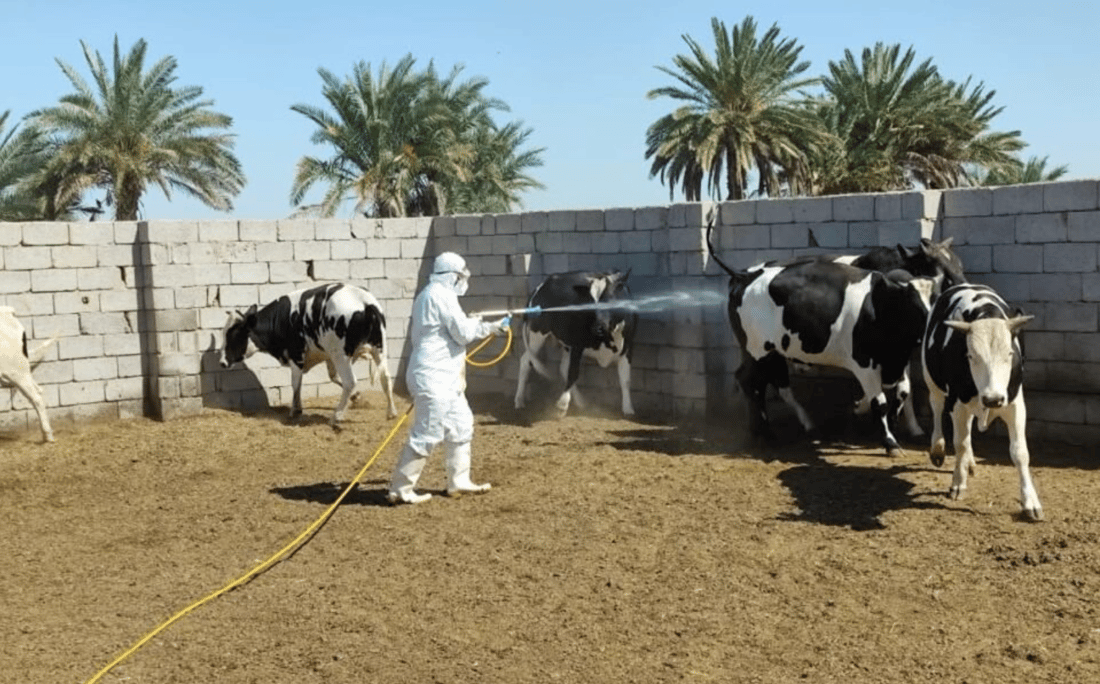 Iraq records 16 new hemorrhagic fever cases, 2 more deaths as 2025 total hits 231
