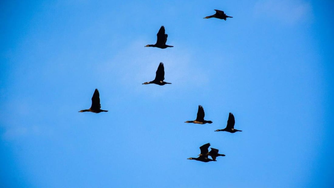 صور: الطيور المهاجرة تعود لبحيرة حمرين بعد الأمطار الغزيرة