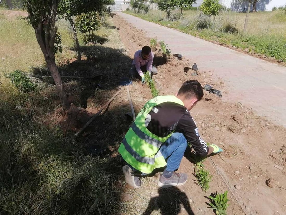 340 داری دەدۆنیا لە بنەسڵاوە چێندراون