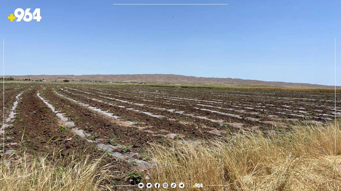 بەرهەمی باخ و رەزەکانی گەشتووەتە هەموو کوردستان