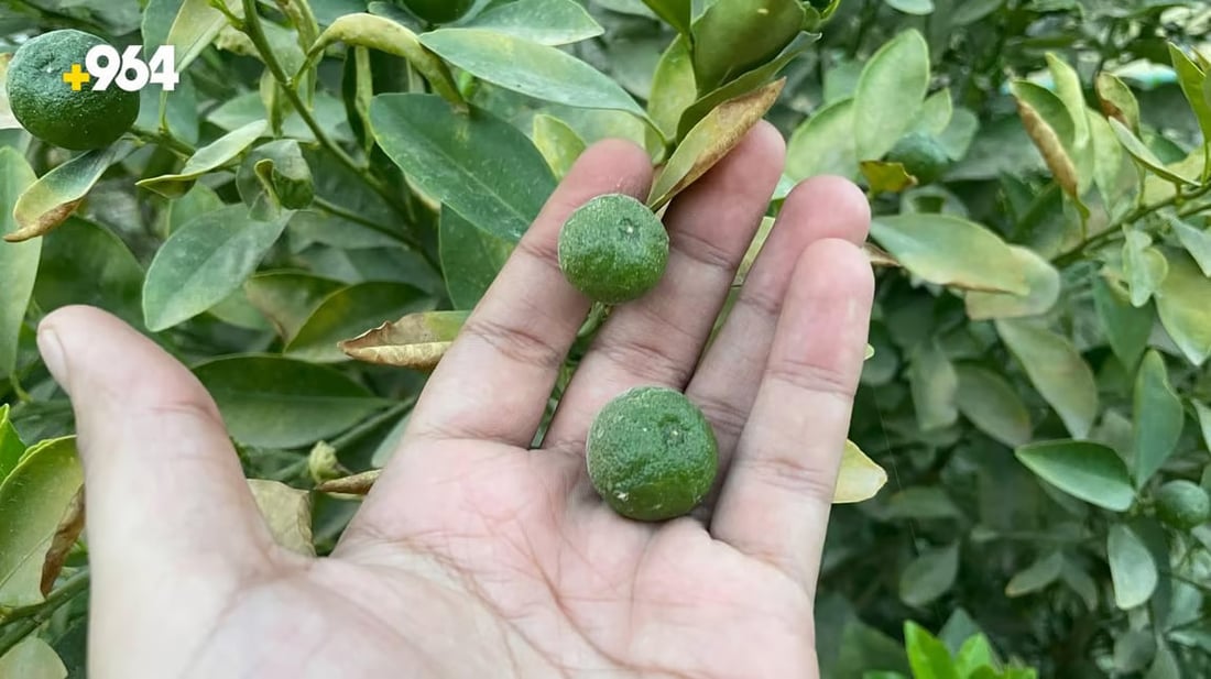 964mediaصورة من منصة (شبكة): 