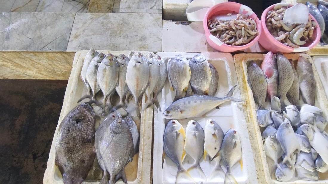 الهامور يسيطر على مزاد الفاو الكبير.. 5 أطنان وصلت من البحر والكيلو 10 آلاف دينار