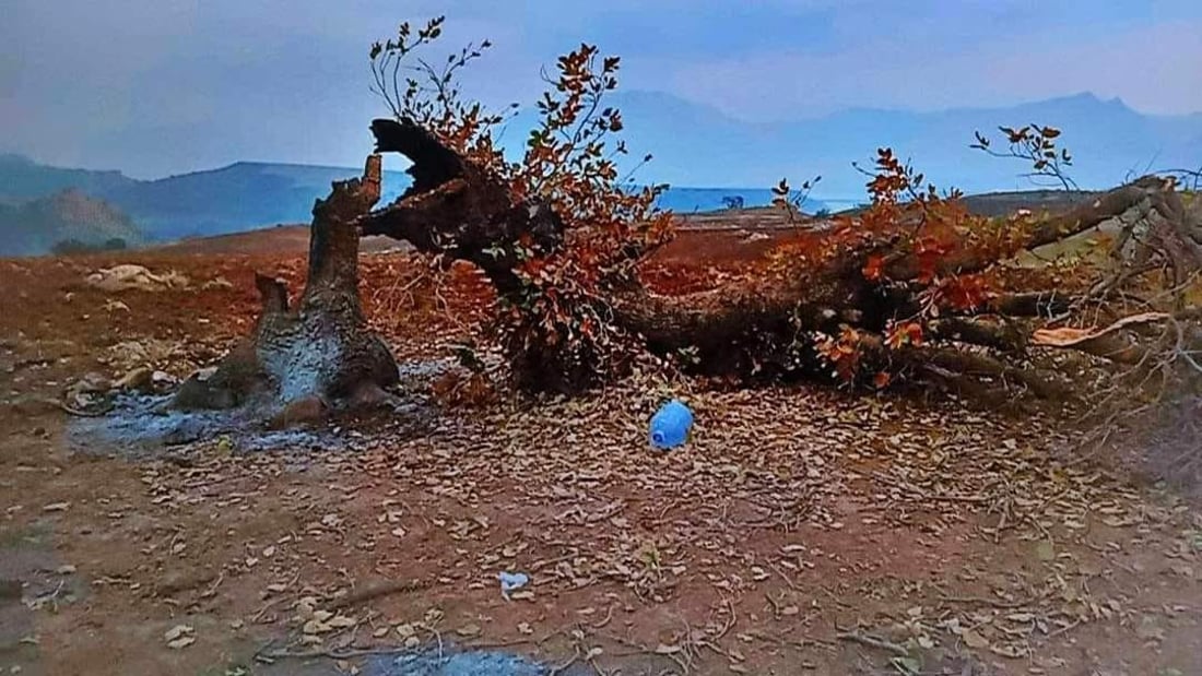 200 داری بەڕوو لە شوێنی دار بەڕووێکی 200 ساڵە دەچێندرێت
