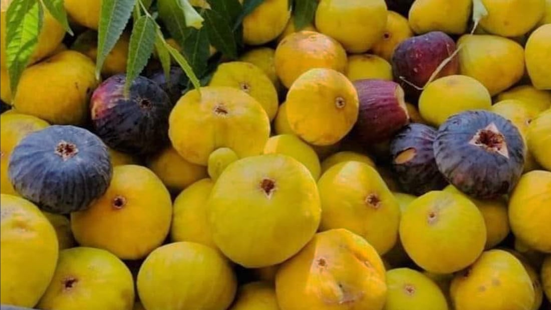 ئه‌مساڵیش له‌ ته‌قته‌ق فێستیڤاڵى هه‌نجیر به‌ڕێوه‌ده‌چێت