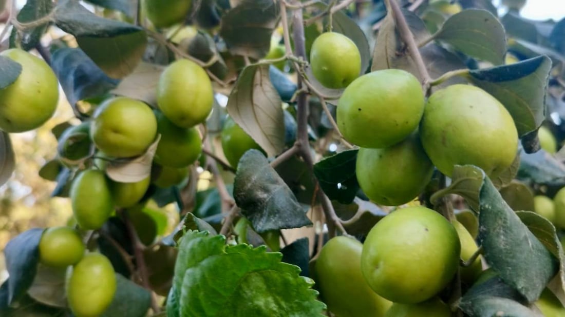 صور: مزارع بصري ينجح بتطعيم النبق التايلندي.. ثمرة بحجم كف اليد وكل 10 حبات كيلو!