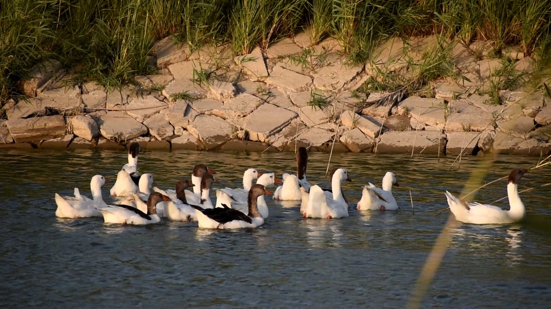 حفلات “باربكيو” ومسابح باردة.. صور من شاليهات الصقلاوية البعيدة عن صخب المدينة