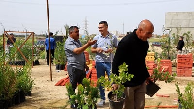 مجاناً.. سنجار تبدأ حزامها الأخضر بـ 1000 شجرة كالبتوس وزيتون وحمضيات (فيديو)