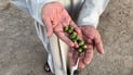 Date groves in Karbala enter Chamri stage as farmers anticipate strong yield
