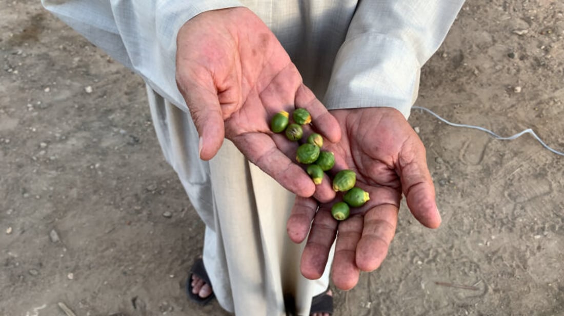 Date groves in Karbala enter Chamri stage as farmers anticipate strong yield
