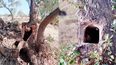 بۆ هەنگوین سێ داریان نیوەبڕاو کرد و پۆلیس بەدوایاندا دەگەڕێت