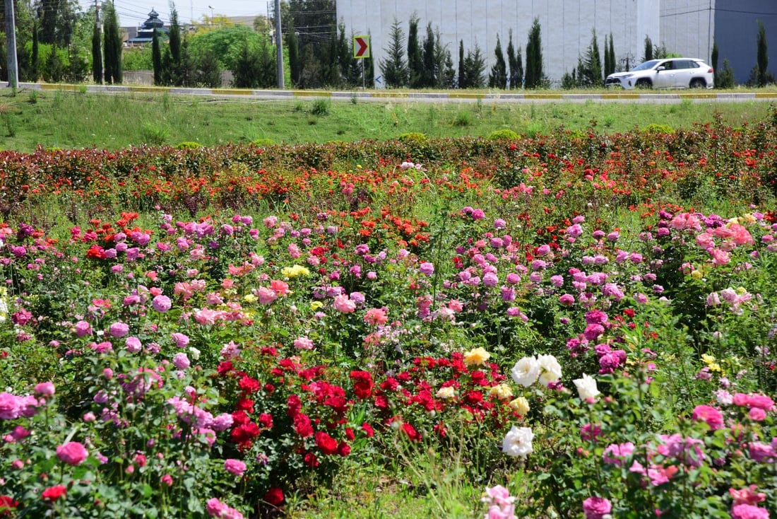 رۆژانە 240 ئامێر و مەكینەی جۆراوجۆر لە هەڵمەتی بڕینەوە و خزمەتكردنی پاركەكاندا كاریان كردووە.