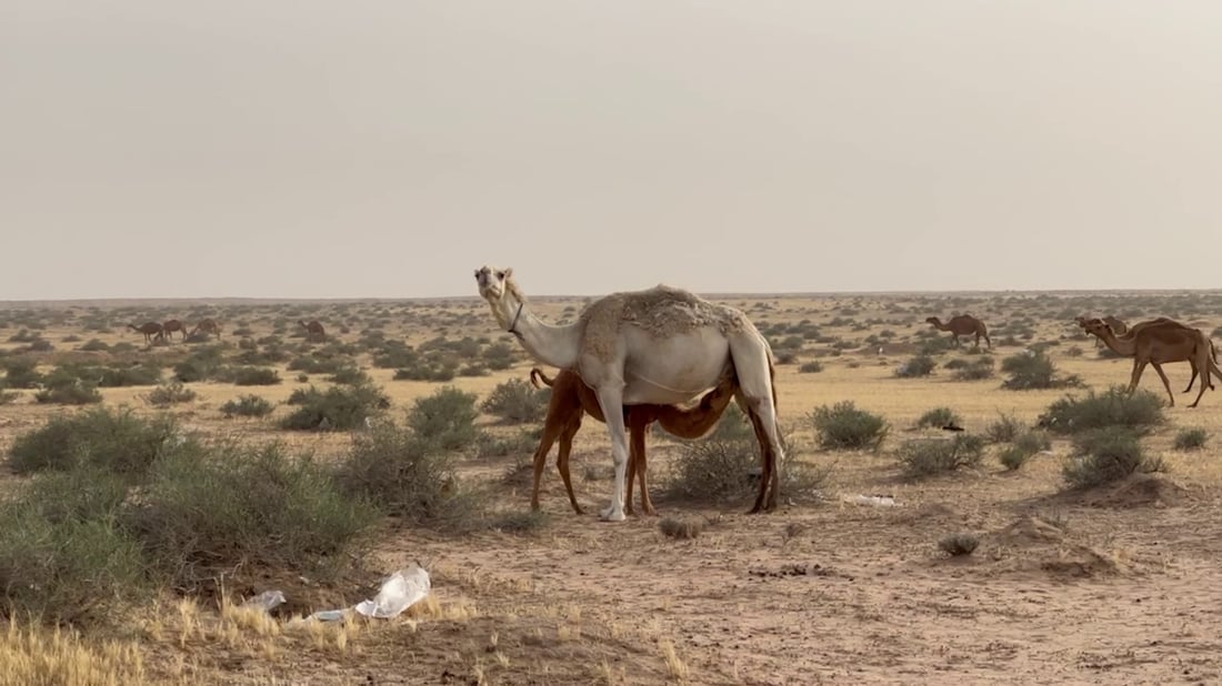 فيديو: بدو السوالم عادوا بالإبل إلى مراعي البصرة.. رحلة الشتاء انتهت