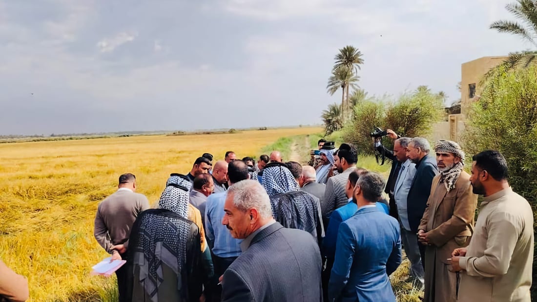صور: “ثورة” في زراعة العنبر العراقي.. الديوانية تتقدم بالحل الميكانيكي