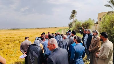 صور: “ثورة” في زراعة العنبر العراقي.. الديوانية تتقدم بالحل الميكانيكي