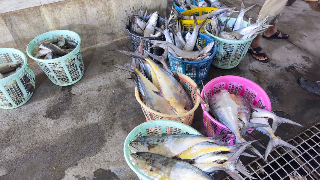 أخيراً وصل سمك “الشماهي” إلى مرسى النقعة.. الكمية نفدت فور وصولها (صور)