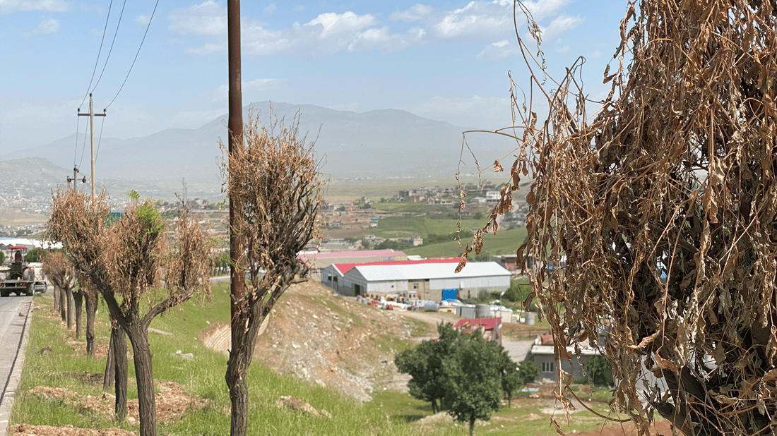 60 درەختى بەتەمەن لەسۆران وشک بوون