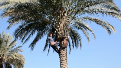 فيديو لنخيل الإسحاقي الباسق في صلاح الدين.. حاتم يتسلق ويكرّب ويحلم بالزواج