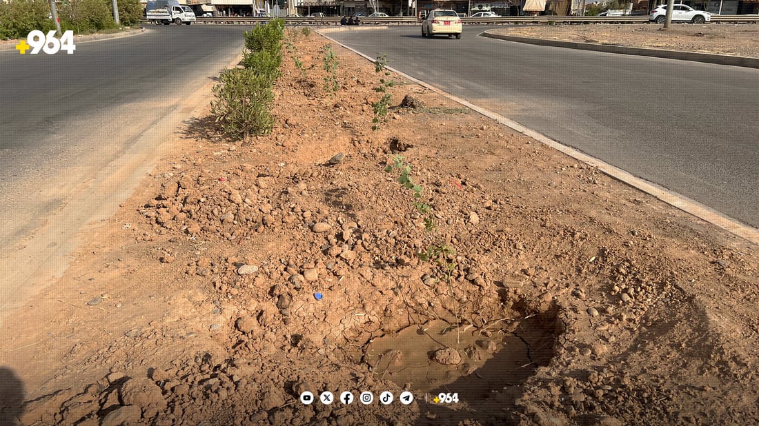 لە شەمامک دەست بەچاندنی حەوت هەزار دار کرا