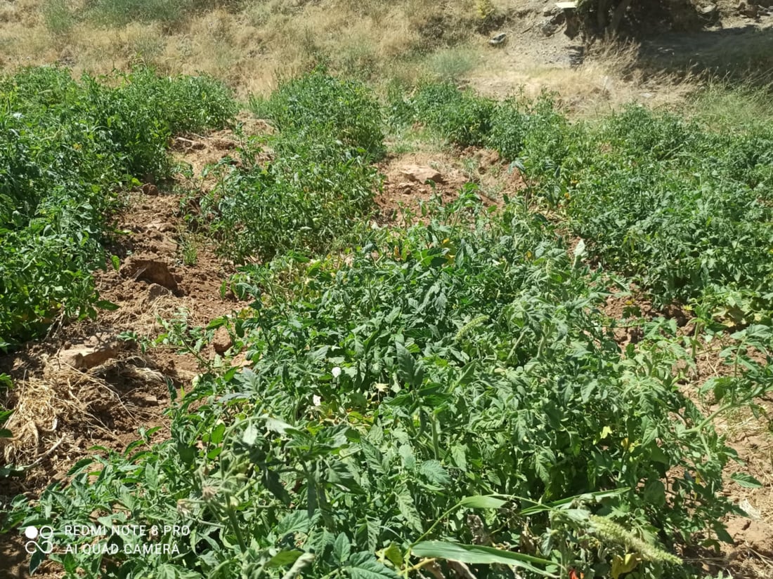 رەشەباکەی پشدەر هەڕەشە لە بەروبوومی جوتیاران دەکات