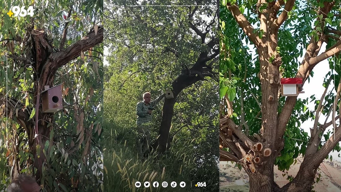 له‌ شه‌قڵاوه‌ هێلانه‌ى ده‌ستكرد بۆ باڵنده‌كان كێوییه‌كان دروست ده‌كرێت