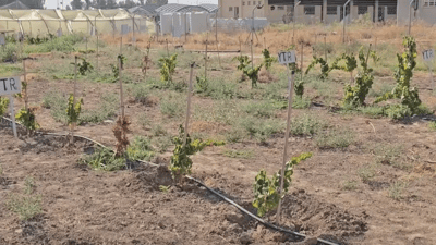 Innovative irrigation projects launched in Mosul to combat climate change