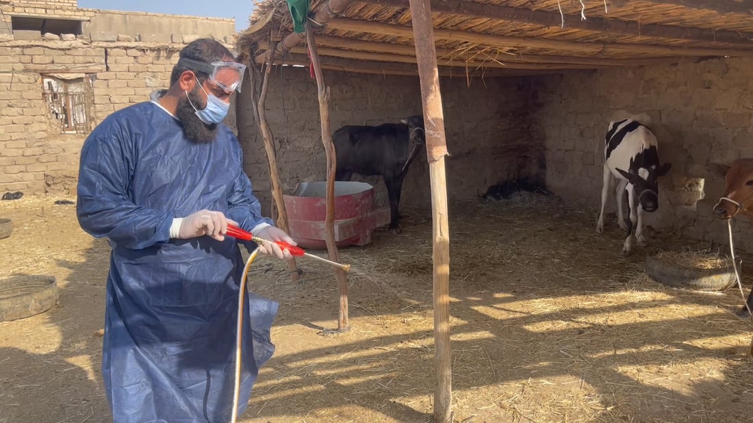 صور: علوة مواشي الناصرية معفّرة قبيل العيد لكن الجزارين قلقون من تسرب القرادة