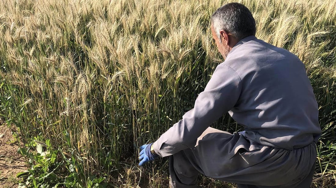 Research Center in Koya produces winter wheat