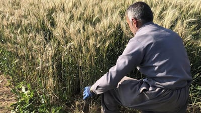 Research Center in Koya produces winter wheat