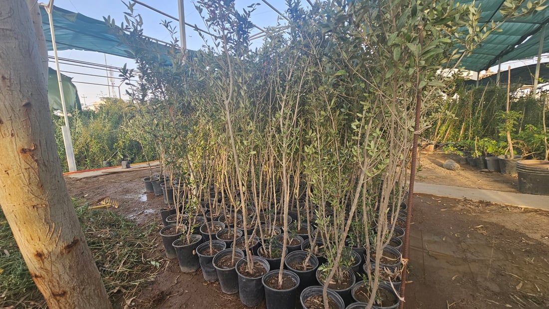 العراق يزرع “السبحبح”..  برطلة تستجيب للحملة وتزين حدائقها بحمضيات ديالى (صور)
