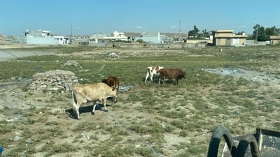 پێنج مانگا هاوڵاتیانی ناحیەی کەورگۆسکی هەراسان کردووە