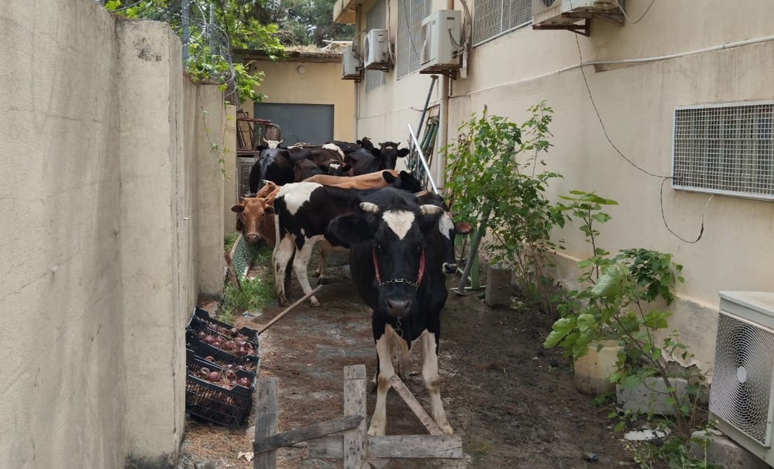 ژماره‌یه‌ك مانگا له‌ناو بازاڕى هه‌ڵه‌بجه‌ ده‌ستبه‌سه‌ركران