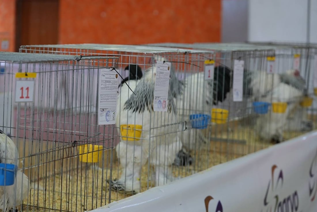 صور: دجاجة بصراوية وديك أربيلي أجمل طيرين في العراق.. مسابقة بإشراف تركي