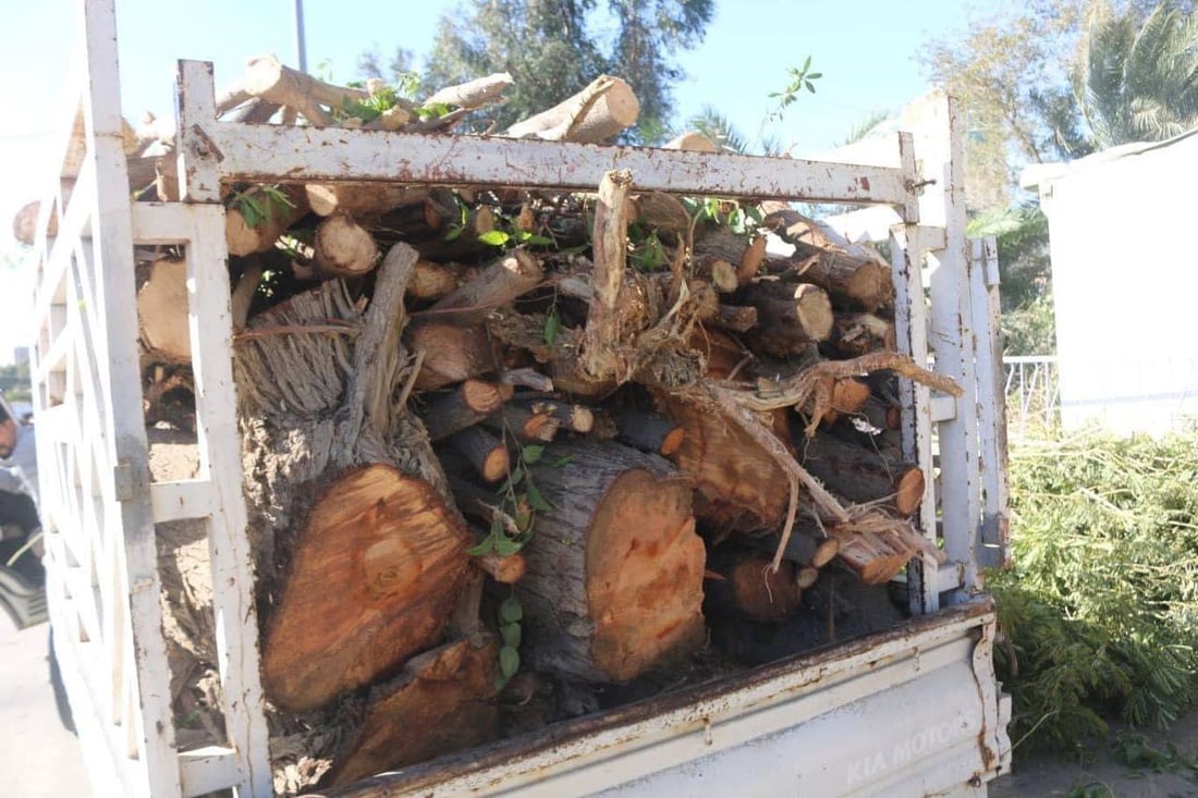 حزن في أقدم أحياء كربلاء على أشجار “البارودي”.. قطعوا ذاكرة طفولتنا