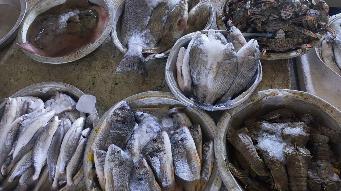 الصبور يشعل مزاد الفاو مبكراً.. الزوج 190 ألف دينار وإن لم يعجبك فالهامور والزبيدي