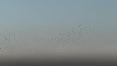 لە هەولێر چوار هەزار کۆتری نامەبەر فڕێندران