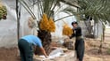 Khurmal family harvests 150 kilograms of dates from three palms
