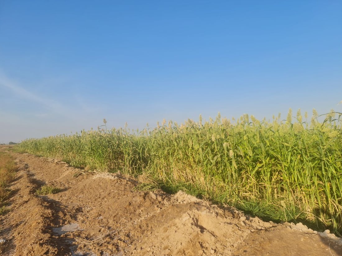 من أجمل صور السماوة.. لقد نجحوا بزراعة الذرة في الصحراء باستخدام الليزر