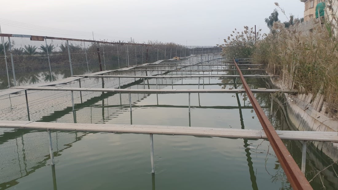 صور: تجربة في البصرة لمنافسة “الكارب”.. مزرعة “بلطي” تغامر في أكبر أسواق السمك