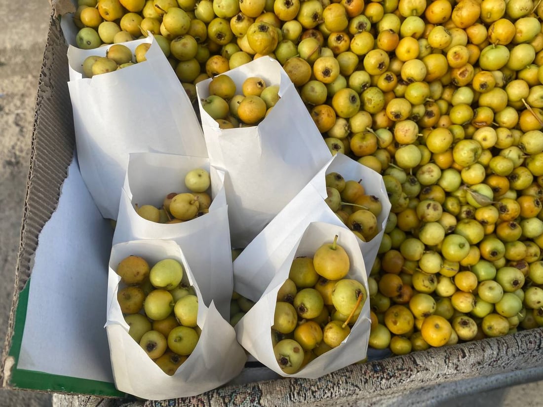 گۆیژە تام خۆشەکەی دهۆک پێگەیشتووە