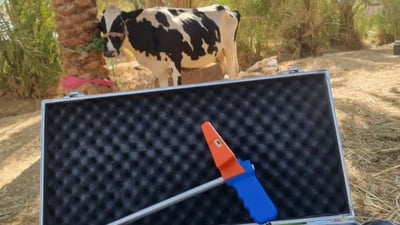 كربلاء تلقح أبقارها “رقميا”.. والتجربة تنجح لأول مرة في العراق
