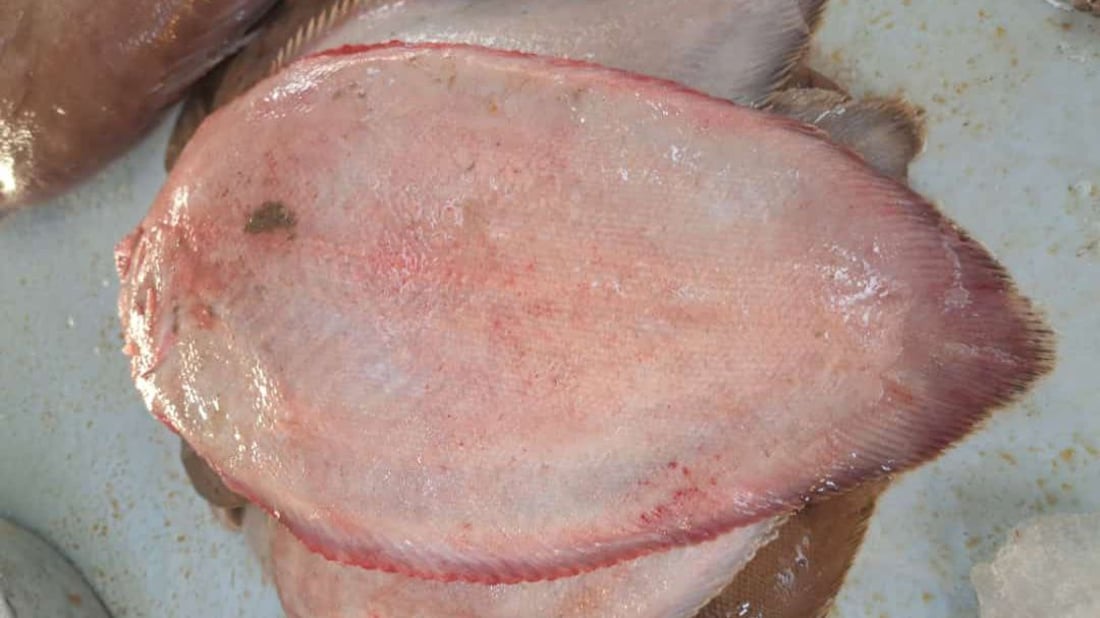 الصبور موجود حتى في الشتاء.. يتجمع بأعماق “أم ثلاث” وتصطاده شباك الغزل (صور)