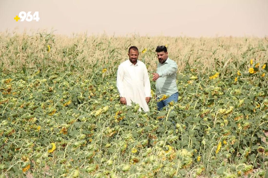 964mediaصورة من منصة (شبكة): 