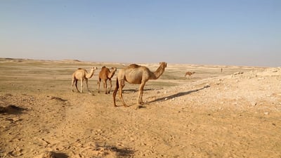 فيديو مبهر من 5 محافظات.. الجفاف يزول ويغير مسارات الإبل والغزلان وخطط المزارعين