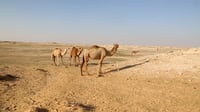فيديو مبهر من 5 محافظات.. الجفاف يزول ويغير مسارات الإبل...