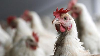 Chicken prices in Kurdistan plunge as farmers report heavy losses